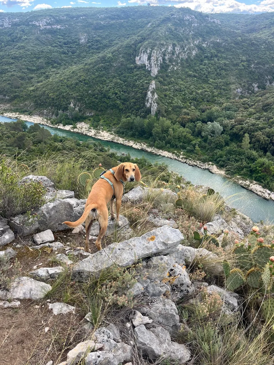 Trail near Gorge du Gardon.